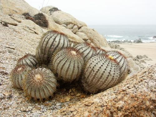 Copiapoa longistaminea,Tigrillo (vt foto - 128 kB)