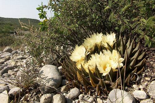 Ariocarpus trigonus - velk obrzek 202 kB