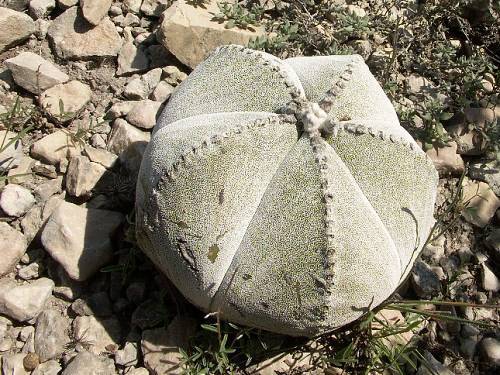 Astrophytum myriostigma u Las Tablas