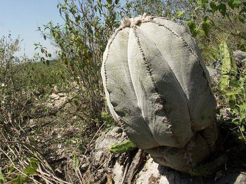 Astrophytum myriostigma u Las Tablas