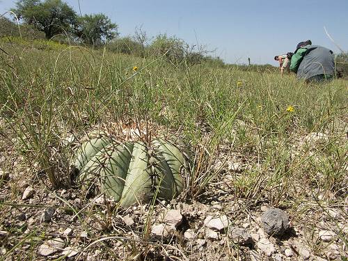 Echinocactus horizonthalonius, Las Tablas