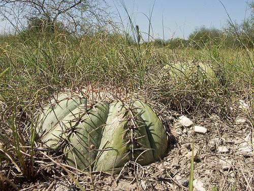 Echinocactus horizonthalonius, Las Tablas