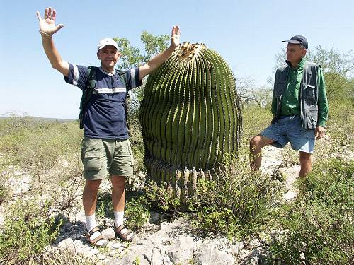 Echinocactus ingens u Las Tablas