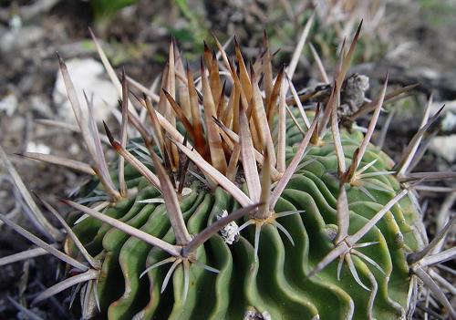 Stenocactus spec. tm. rov kvt