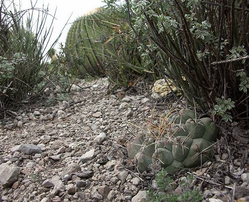 Thelocactus hexaedrophorus, Monte Bello